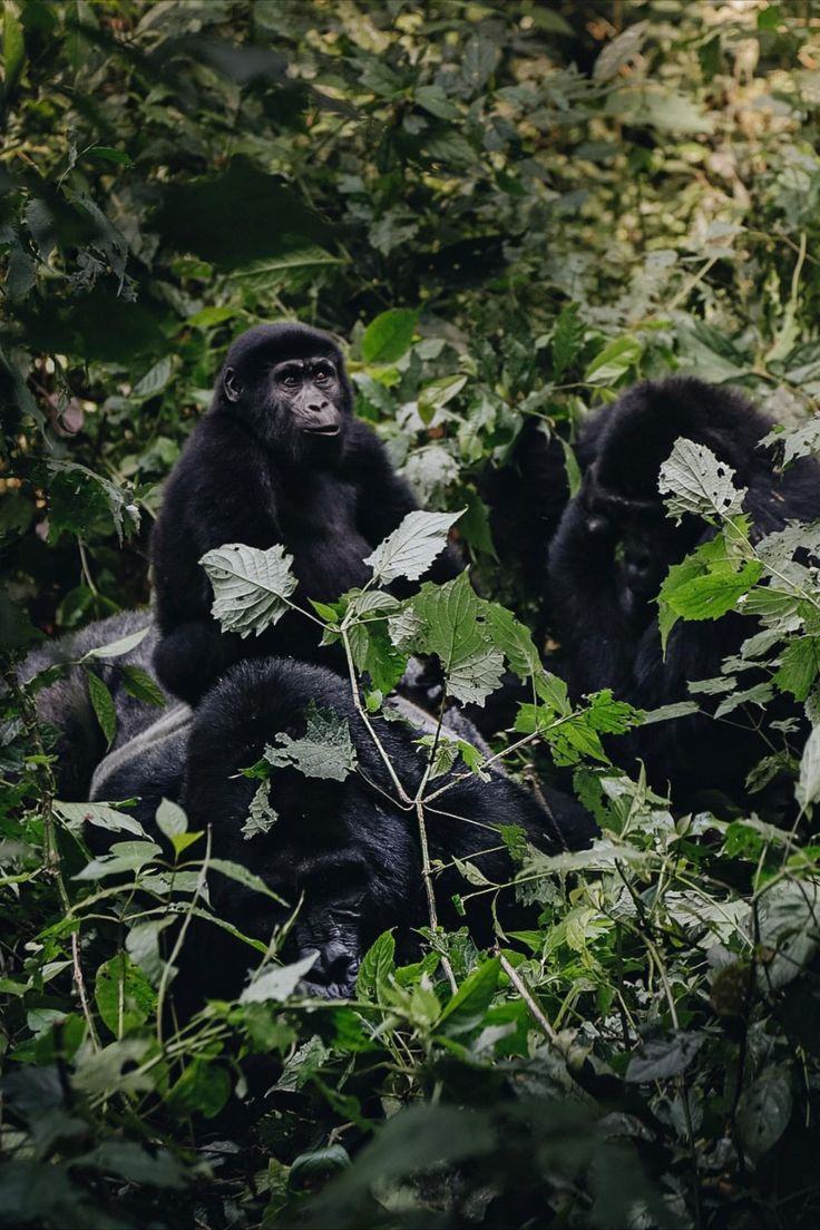 Gorilla trekking